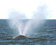 right whale V blow